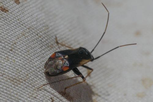 Réf. 286 319 : Adelphocoris seticornis